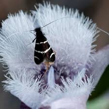 Image result for Anadelphia  trispiculata