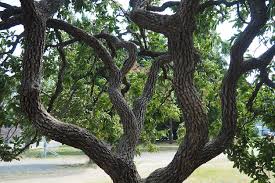 Image result for Ebenaceae