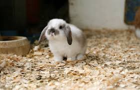 Save 40% on your first autoship order of carefresh®, vitakraft® & oxbow. Everything You Ought To Know Before Keeping Dwarf Bunnies As Pets Pet Ponder