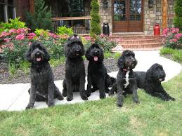 The most common size of schnoodle is the. Schnoodle Dog Breed Information Pictures Temprament Facts