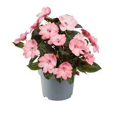 Image result for Impatiens kivuensis