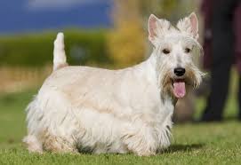 Image result for scottish terrier