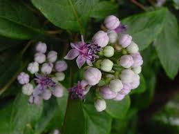 Image result for Hyparrhenia dichroa