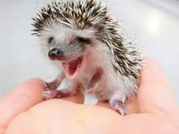 Essential Things You Need To Know About Baby Hedgehog Animal Facts Blog Cute Animals Hedgehog Pet Cute Baby Animals
