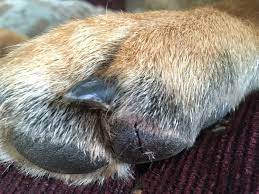Leaving this solution dried on your dogs paws serves as an antifungal and should also reduce licking and digging at the paws. Cracked Paw Pads How To Care For Your Dog S Cut Or Dry Paw Pads