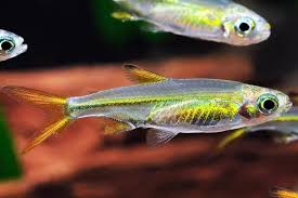 Image result for Tetradenia bainesii