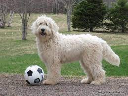Hazy Daisy Doodles And Poodles English Goldendoodle Goldendoodle Doodle Dog