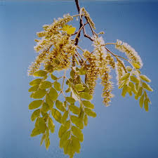 Image result for Erythrophleum africanum