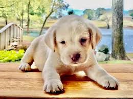 Lab puppies for sale in east texas. Lab Puppies For Sale Near Me Sooner Labs Charcoal Labradors