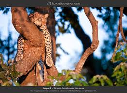 We did not find results for: Reviews Of Moremi From 12 Acclaimed Safari Experts