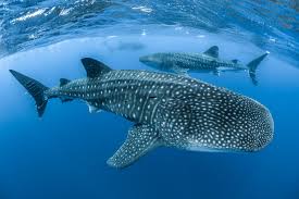 Megalodon voting for the 2010 winer. Whale Shark Facts The Awesome Stats On Earth S Largest Fish Nature Tripper The Insider S Guide To Wildlife Travel