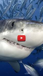 See more ideas about shark, megalodon shark, megalodon. Shark Photography Scary Underwater Great White Shark Drawing Underwater Scary Sharks Megalodon Sharks Scary Great White Shark Drawing Great White Shark