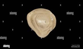 Image result for Patella aspera