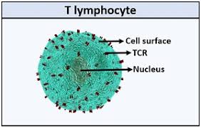Image result for T-Lymphocyte