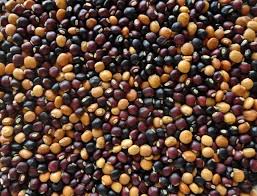 Image result for Cajanus cajan