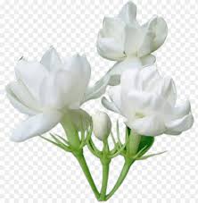 Jasmine Flower Png Jasmine Png Image With Transparent Background Toppng 900 x 858 png 152kb. jasmine flower png jasmine png image