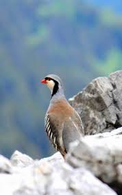 Faune En Haute Savoie Federation Des Chasseurs