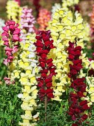 How To Grow Snapdragon Flowers A Guide To Growing Caring For Snapdragons Snapdragon Flowers Amazing Flowers Flower Pots Outdoor