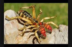 Desert legends, fact and fiction. Arachnida