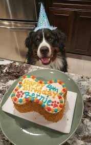 Next, take a large knife and stick it multiple times in the cake all the way around. Celebration Cakes Happy Dog Barkery