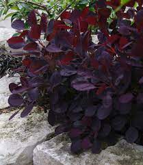 Shipped with our arrive alive guarantee. Cotinus Coggygria Lilla Jm51 Decidous Trees And Shrubs Assortment Shop Kordes Jungpflanzen