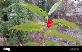 Image result for Icacinaceae