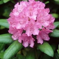 How To Prune An Overgrown Rhododendron Without Hurting It Rhododendron Plant Rhododendron Pruning Rhododendrons