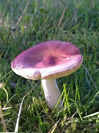 Image result for site:byggahus.se linbana