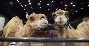 Indeed, barnum and bailey has come under fierce scrutiny for alleged mental and physical abuse still, the circus continued to use tigers, horses, lions, camels, and dogs, a move that evidently did not help their lange said barnum and bailey has been a target of peta's for over three decades and. Time Machine The Ringling Circus The Gazette