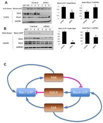 Check spelling or type a new query. Periodic Propagating Waves Coordinate Rhogtpase Network Dynamics At The Leading And Trailing Edges During Cell Migration Elife