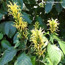 Image result for Justicia aurea