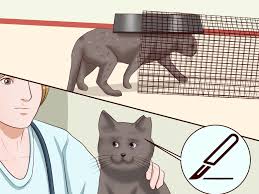 Sometimes the easiest way to keep cats off your porch is to give them some other place to hang out. How To Repel Cats 13 Steps With Pictures Wikihow