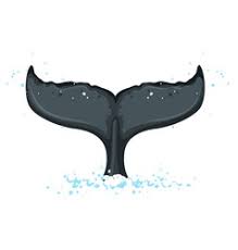 Check spelling or type a new query. Humpback Whale Vector Images Over 1 900