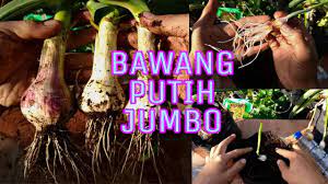 Demikian artikel pembahasan tentang panduan lengkap cara menanam dan. Cara Menanam Bawangputih Jumbo Di Polibek Sampai Panen Youtube