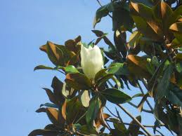 Perfetta come esemplare isolato, non è adatta per le siepi. Magnolia Grandiflora Magnolia Soulangeana Alberi Che Profumano Di Esotico La Finestra Di Stefania