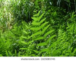 Image result for Ampelopteris