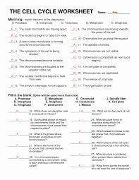 Meiosis is important in assuring genetic diversity in sexual reproduction. Meiosis Matching Worksheet Answer Key Best Of 13 Best Of Meiosis Matching Worksheet Cheat Sheet Cell Cycle Biology Worksheet Meiosis