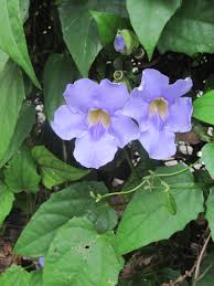 Image result for Thunbergia