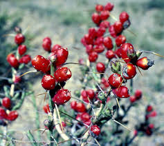 Maybe you would like to learn more about one of these? Texas Native Plants Database