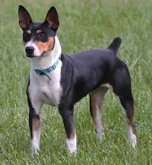 The raggle is a mixed breed the result of crossing a beagle with a rat terrier. Rat Terrier Dog Breed Information And Images K9 Research Lab