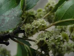 Image result for Homalium dentatum