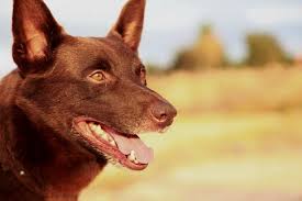 Hi I Am A Kelpie And I Don T Stop Australian Kelpie Dog Dog Movies Australian Kelpie