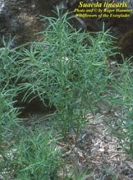 Image result for Suaeda plumosa