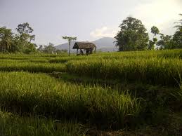 Parut kunyit yang sudah dibersihkan 2. 35 Ide Gambar Gubuk Sawah Sederhana Asiabateav