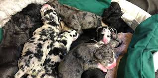 Gema the great dane mix was born with a little something extra. Arizona Great Dane Gives Birth To 19 Puppies People Com