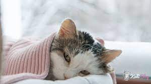 kediler neden ishal olur nasil tedavi edilir kedi blog