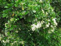 Image result for Psydrax