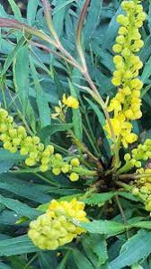 It is a spineless variety of mahonia that stays smaller than other varieties. Mahonia Eurybracteata Soft Caress Evergreen Mahonia For Sale