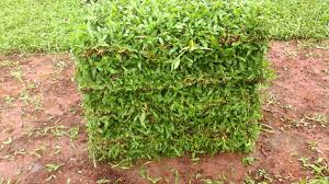 Rumput merupakan elemen yang sangat penting dalam menciptakan taman yang indah. Jual Rumput Hias Harga Murah Call Sms Wa 0812 4902 5398