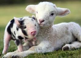 Best Friends Forever Cute Animals Baby Farm Animals Cute Baby Animals